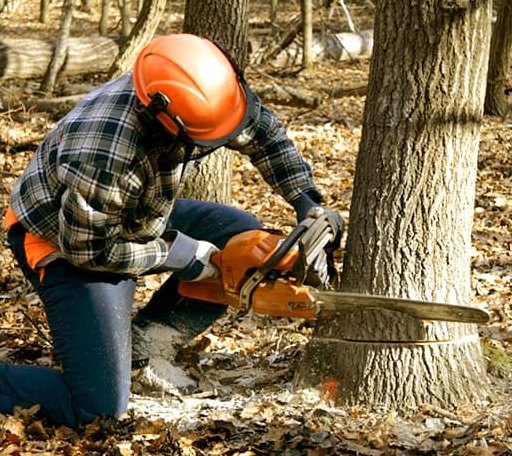 Tree Removal in Boykins, VA